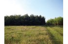 Property photo 6 - 10 Acre Building Site Real Estate Auction